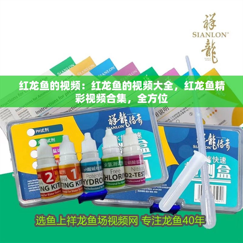 紅龍魚的視頻：紅龍魚的視頻大全，紅龍魚精彩視頻合集，全方位