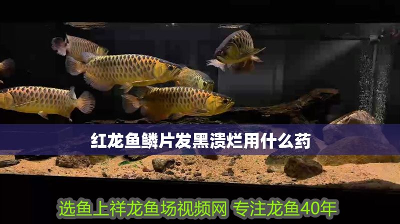 紅龍魚鱗片發(fā)黑潰爛用什么藥
