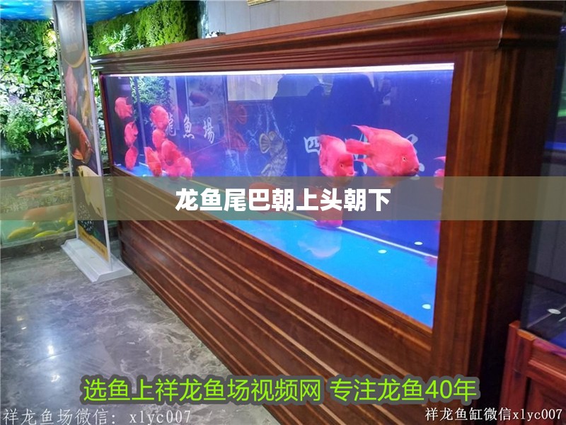 龍魚尾巴朝上頭朝下