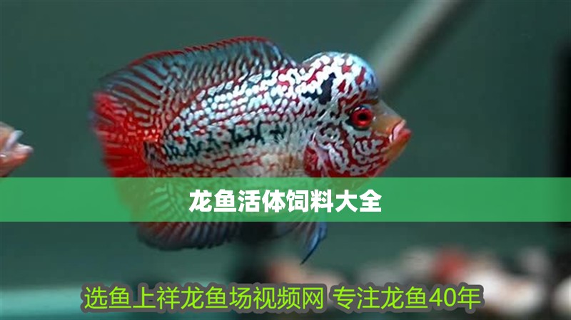 龍魚活體飼料大全