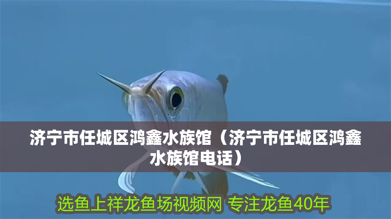 濟寧市任城區鴻鑫水族館（濟寧市任城區鴻鑫水族館電話）