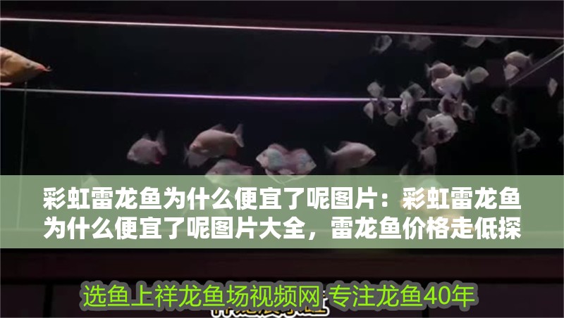 彩虹雷龍魚為什么便宜了呢圖片：彩虹雷龍魚為什么便宜了呢圖片大全，雷龍魚價格走低探因及