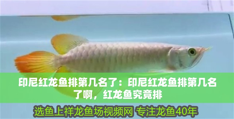 印尼紅龍魚排第幾名了：印尼紅龍魚排第幾名了啊，紅龍魚究竟排