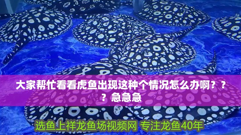 大家幫忙看看虎魚出現這種個情況怎么辦啊？？？急急急