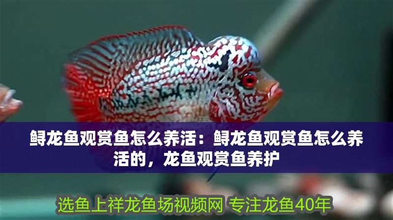 鱘龍魚觀賞魚怎么養活：鱘龍魚觀賞魚怎么養活的，龍魚觀賞魚養護
