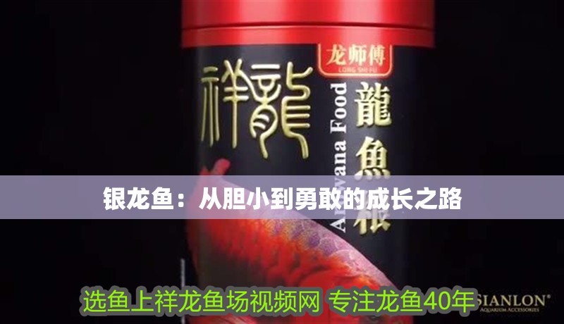 銀龍魚：從膽小到勇敢的成長(zhǎng)之路