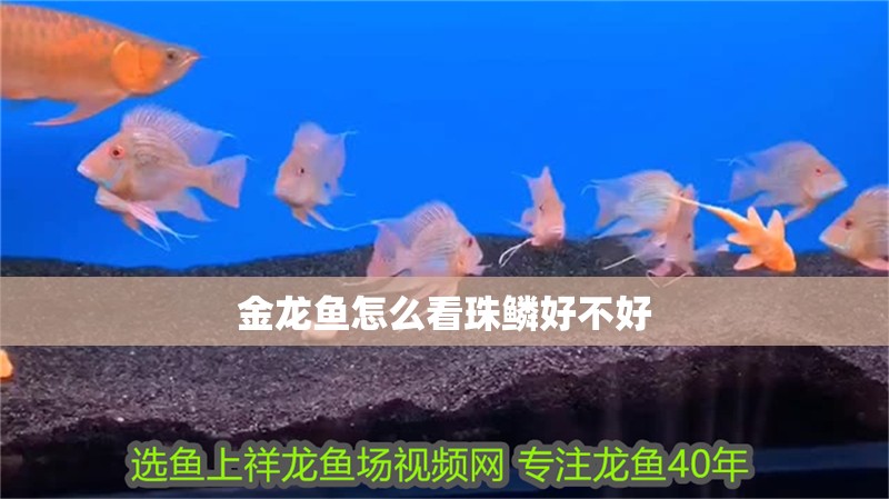 金龍魚怎么看珠鱗好不好