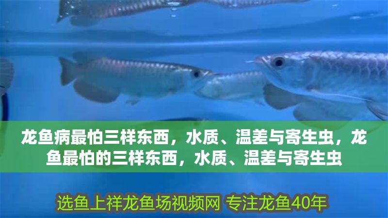 龍魚病最怕三樣東西，水質、溫差與寄生蟲，龍魚最怕的三樣東西，水質、溫差與寄生蟲