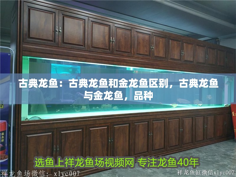 古典龍魚：古典龍魚和金龍魚區別，古典龍魚與金龍魚，品種