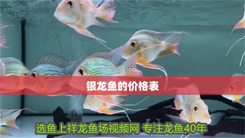 銀龍魚(yú)的價(jià)格表