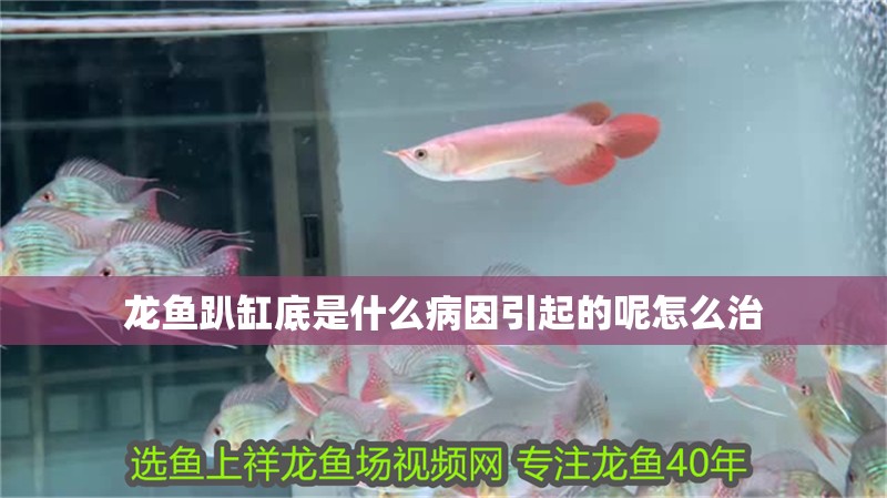 龍魚趴缸底是什么病因引起的呢怎么治