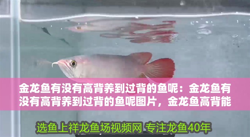 金龍魚有沒有高背養(yǎng)到過背的魚呢：金龍魚有沒有高背養(yǎng)到過背的魚呢圖片，金龍魚高背能否養(yǎng)至過背？附相關(guān)圖片
