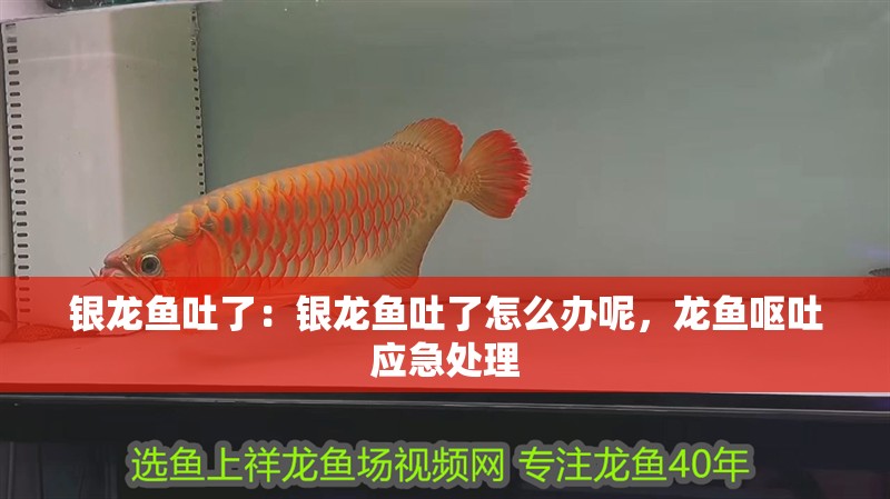 銀龍魚吐了：銀龍魚吐了怎么辦呢，龍魚嘔吐應急處理