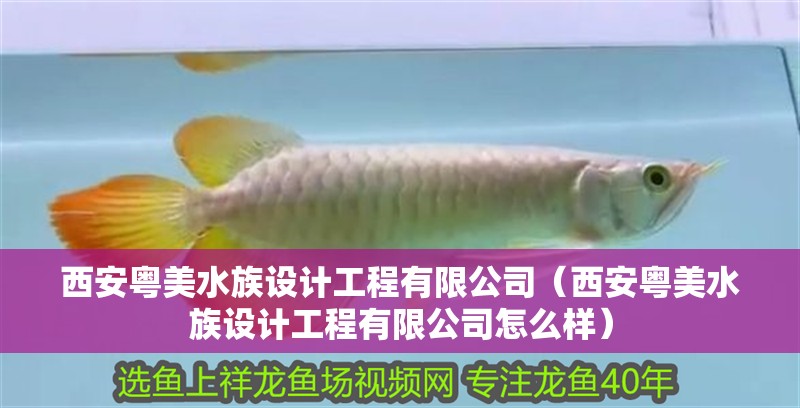 西安粵美水族設計工程有限公司（西安粵美水族設計工程有限公司怎么樣）