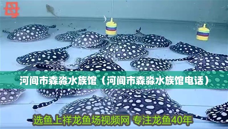 河間市森淼水族館（河間市森淼水族館電話）