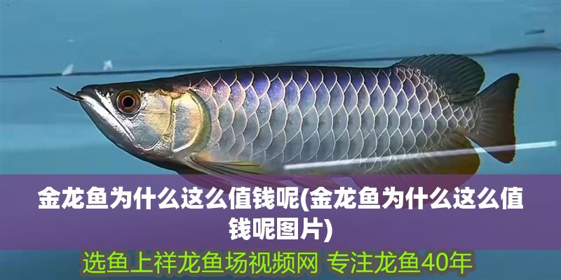 金龍魚為什么這么值錢呢(金龍魚為什么這么值錢呢圖片)