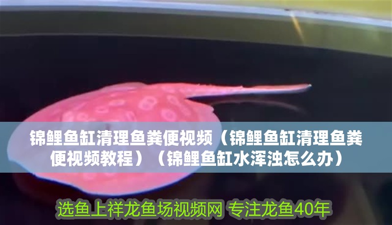 錦鯉魚缸清理魚糞便視頻（錦鯉魚缸清理魚糞便視頻教程）（錦鯉魚缸水渾濁怎么辦）