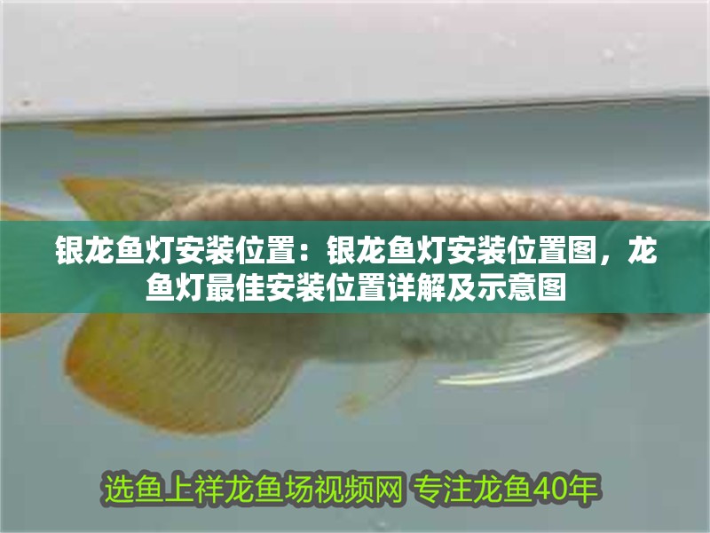 銀龍魚燈安裝位置：銀龍魚燈安裝位置圖，龍魚燈最佳安裝位置詳解及示意圖