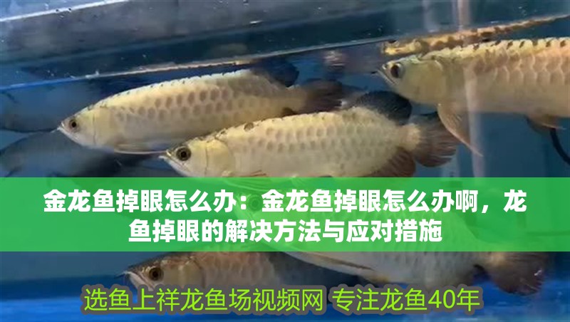 金龍魚掉眼怎么辦：金龍魚掉眼怎么辦啊，龍魚掉眼的解決方法與應對措施