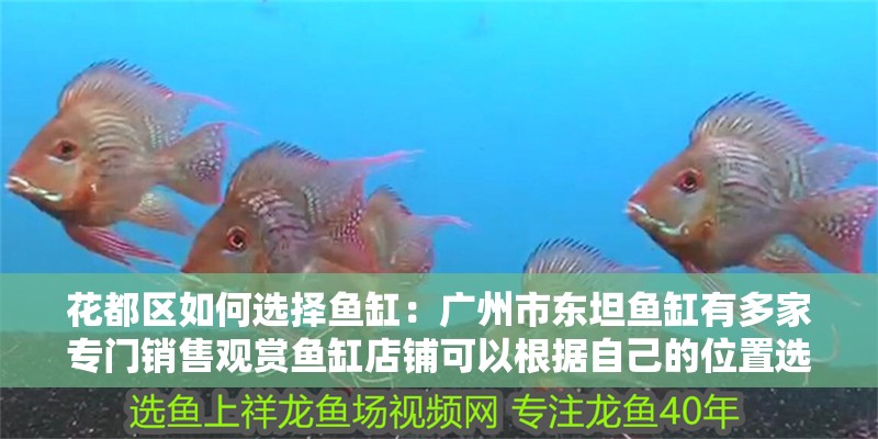 花都區(qū)如何選擇魚缸：廣州市東坦魚缸有多家專門銷售觀賞魚缸店鋪可以根據(jù)自己的位置選擇