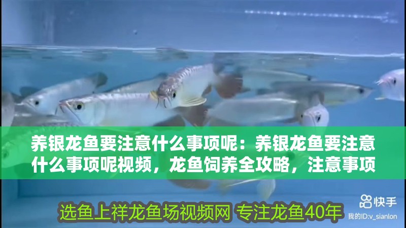 養(yǎng)銀龍魚要注意什么事項(xiàng)呢：養(yǎng)銀龍魚要注意什么事項(xiàng)呢視頻，龍魚飼養(yǎng)全攻略，注意事項(xiàng)與視頻