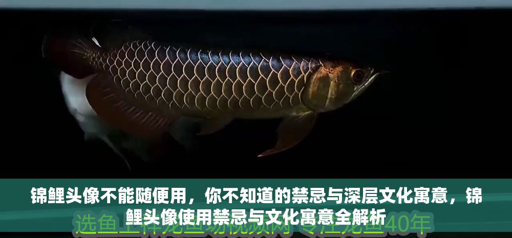 錦鯉頭像不能隨便用，你不知道的禁忌與深層文化寓意，錦鯉頭像使用禁忌與文化寓意全解析