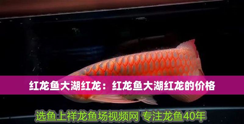 紅龍魚大湖紅龍：紅龍魚大湖紅龍的價格