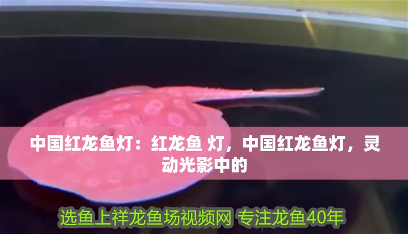 中國紅龍魚燈：紅龍魚 燈，中國紅龍魚燈，靈動光影中的