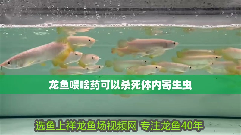 龍魚喂啥藥可以殺死體內(nèi)寄生蟲