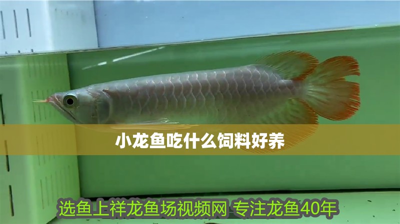 小龍魚吃什么飼料好養
