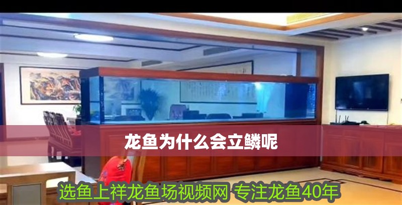 龍魚為什么會立鱗呢