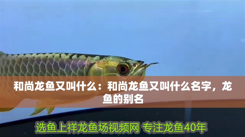 和尚龍魚又叫什么：和尚龍魚又叫什么名字，龍魚的別名