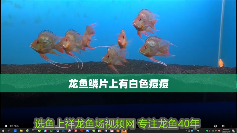 龍魚鱗片上有白色痘痘