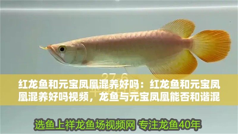 紅龍魚和元寶鳳凰混養好嗎：紅龍魚和元寶鳳凰混養好嗎視頻，龍魚與元寶鳳凰能否和諧混養？視頻解析混養