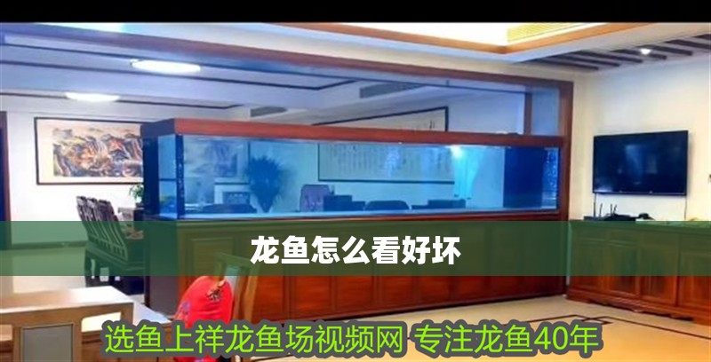 龍魚怎么看好壞