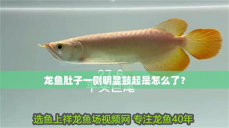 龍魚肚子一側明顯鼓起是怎么了？