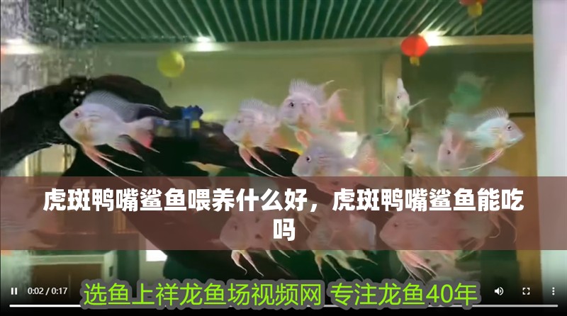 虎斑鴨嘴鯊魚喂養什么好，虎斑鴨嘴鯊魚能吃嗎