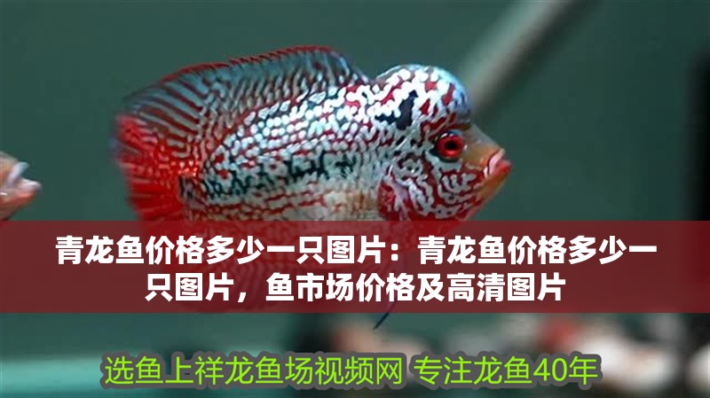 青龍魚價格多少一只圖片：青龍魚價格多少一只圖片，魚市場價格及高清圖片
