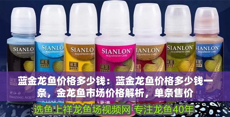 藍金龍魚價格多少錢：藍金龍魚價格多少錢一條，金龍魚市場價格解析，單條售價