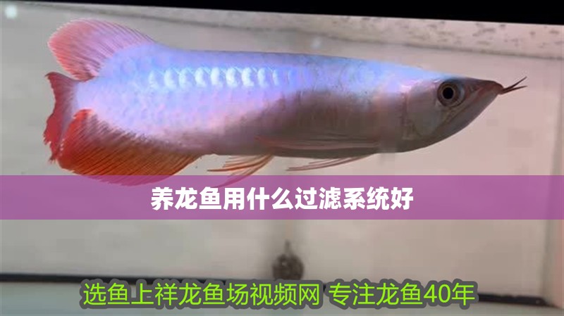養龍魚用什么過濾系統好