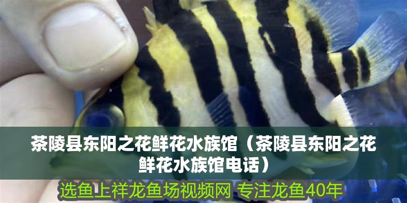 茶陵縣東陽之花鮮花水族館（茶陵縣東陽之花鮮花水族館電話）