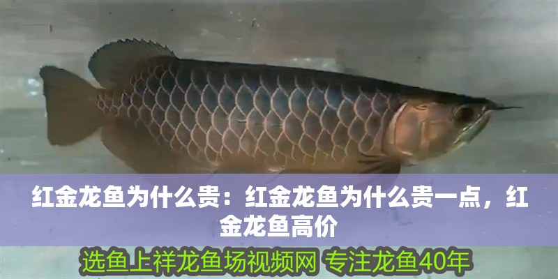 紅金龍魚為什么貴：紅金龍魚為什么貴一點(diǎn)，紅金龍魚高價(jià)