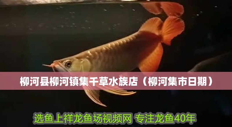 柳河縣柳河鎮(zhèn)集千草水族店（柳河集市日期）