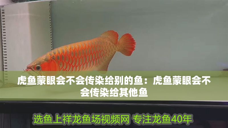 虎魚蒙眼會不會傳染給別的魚：虎魚蒙眼會不會傳染給其他魚