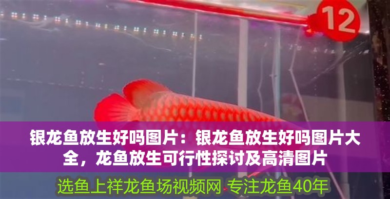 銀龍魚放生好嗎圖片：銀龍魚放生好嗎圖片大全，龍魚放生可行性探討及高清圖片