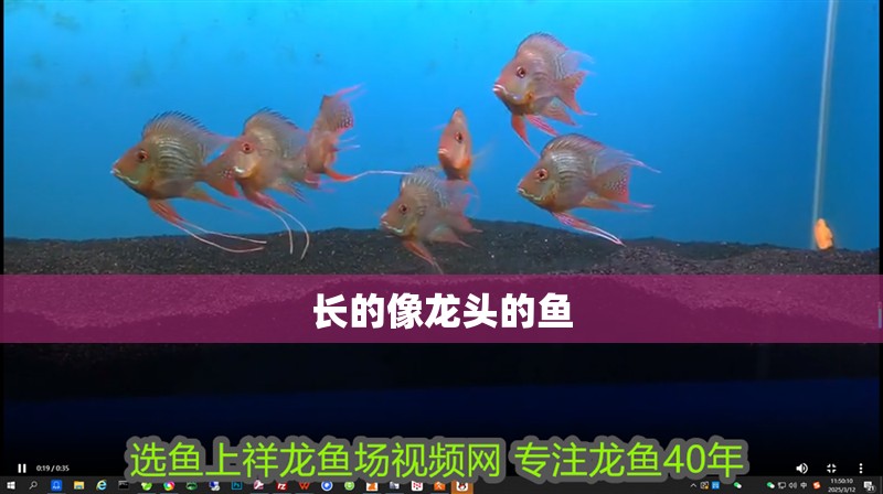 長(zhǎng)的像龍頭的魚(yú)
