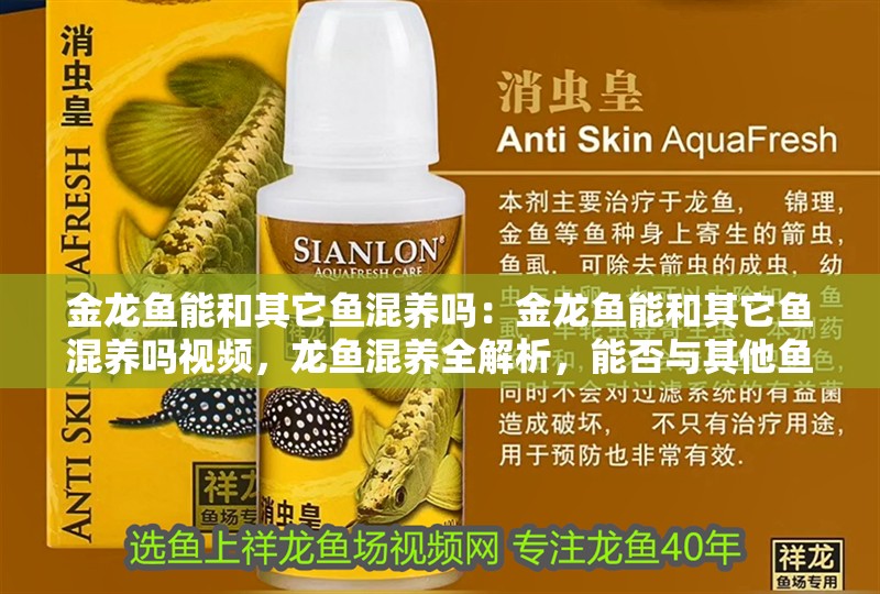 金龍魚能和其它魚混養(yǎng)嗎：金龍魚能和其它魚混養(yǎng)嗎視頻，龍魚混養(yǎng)全解析，能否與其他魚類共處一缸