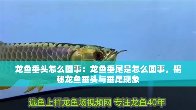 龍魚垂頭怎么回事：龍魚垂尾是怎么回事，揭秘龍魚垂頭與垂尾現(xiàn)象