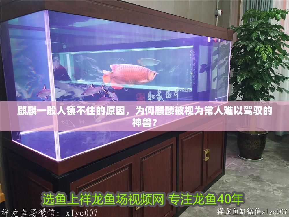 麒麟一般人鎮不住的原因，為何麒麟被視為常人難以駕馭的神獸？