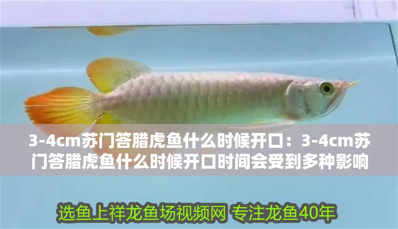 3-4cm蘇門答臘虎魚什么時候開口：3-4cm蘇門答臘虎魚什么時候開口時間會受到多種影響